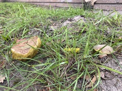 Xerocomellus dryophilus