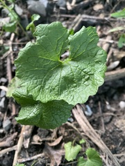 Alliaria petiolata