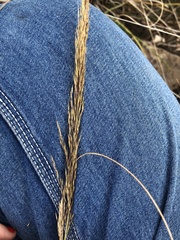 Sporobolus compositus