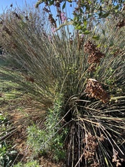 Juncus acutus