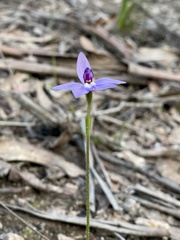 Glossodia major