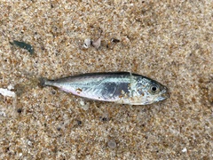 Trachurus novaezelandiae