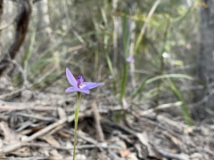 Glossodia major