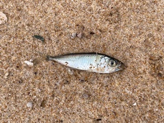 Trachurus novaezelandiae