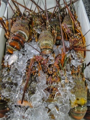 Panulirus laevicauda