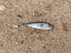 Trachurus novaezelandiae