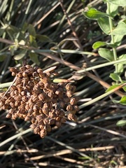Juncus acutus