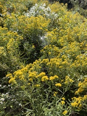 Euthamia graminifolia