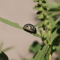Zygogramma malvae