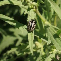 Zygogramma malvae