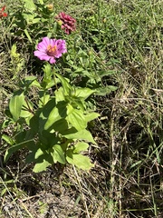 Zinniinae