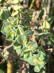 Euphorbia falcata