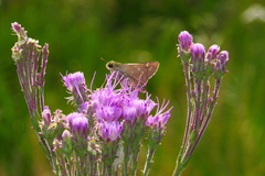 Hesperia attalus slossonae