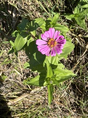Zinniinae