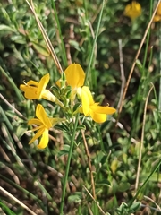 Genista pilosa