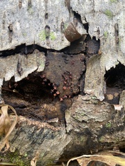 Metatrichia vesparium