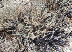 Frankenia thymifolia