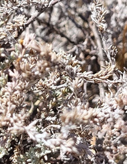 Frankenia thymifolia