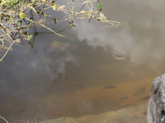 Mayaheros urophthalmus