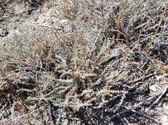 Frankenia thymifolia