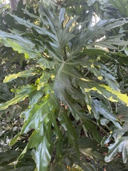 Thaumatophyllum bipinnatifidum
