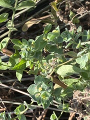 Euphorbia falcata