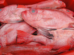 Priacanthidae