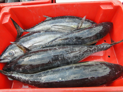 Thunnus