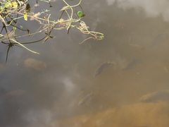 Mayaheros urophthalmus