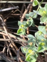 Euphorbia falcata