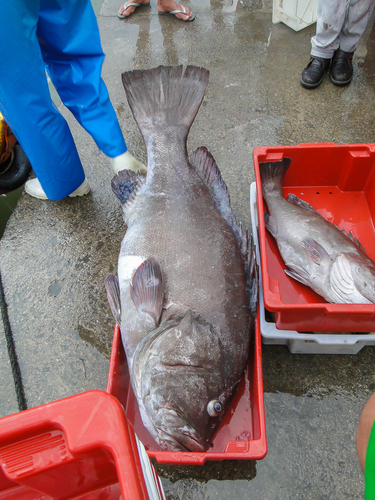 Warsaw grouper