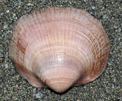 Glycymeris nummaria