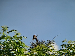 Dryobates mixtus