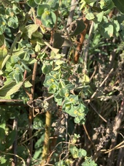 Euphorbia falcata