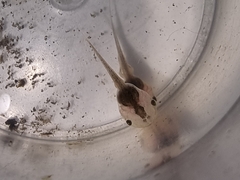 Microhyla
