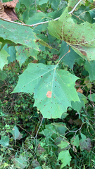 Ectoedemia platanella