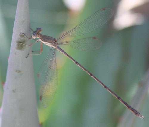 Lestidae