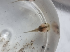Microhyla