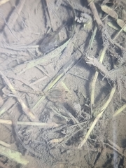 Microhyla