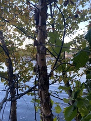 Betula