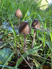 Panaeolus acuminatus
