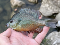Lepomis aquilensis