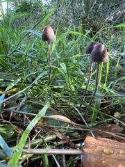 Panaeolus acuminatus
