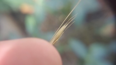 Bromus