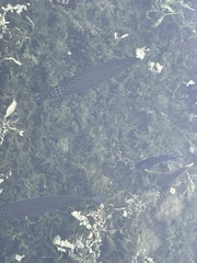 Lepisosteus platyrhincus