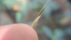 Bromus