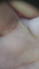 Bromus