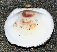 Glycymeris nummaria