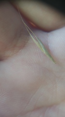 Bromus