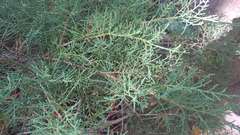 Juniperus chinensis
